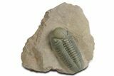 Detailed Reedops Trilobite - Lghaft, Morocco #348413-3